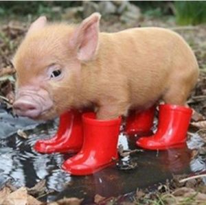 Meet your Posher, Kim